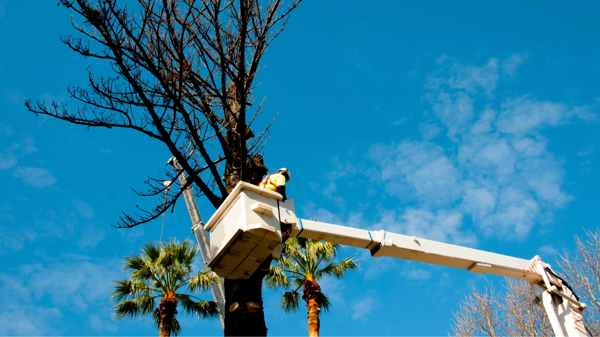 abattage d'arbre artisan paysagiste entretien espaces verts