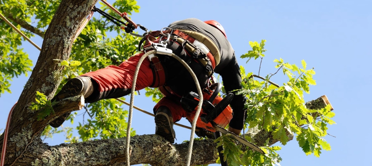 élagueur paysagiste entretiens espaces verts